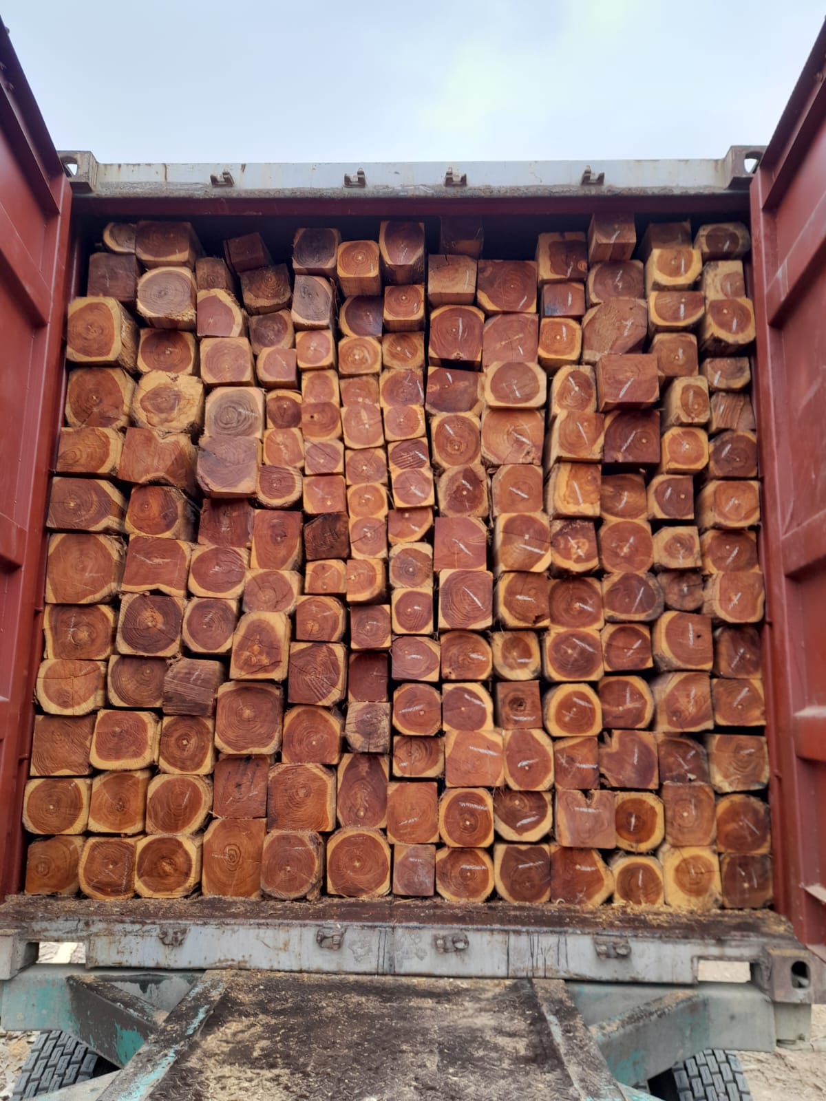 Cross-section of a teak log showing grain