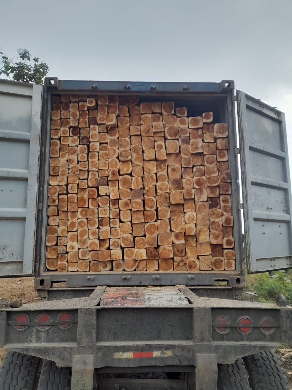 Stack of harvested teak logs