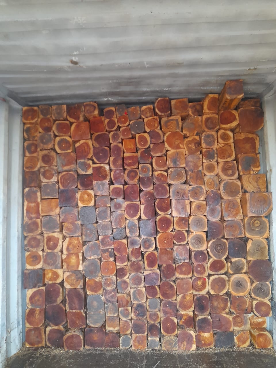 Large diameter teak log